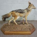 A taxidermy Coyote standing on sandy ground set on an octagonal hardwood stand, mid 20th century,