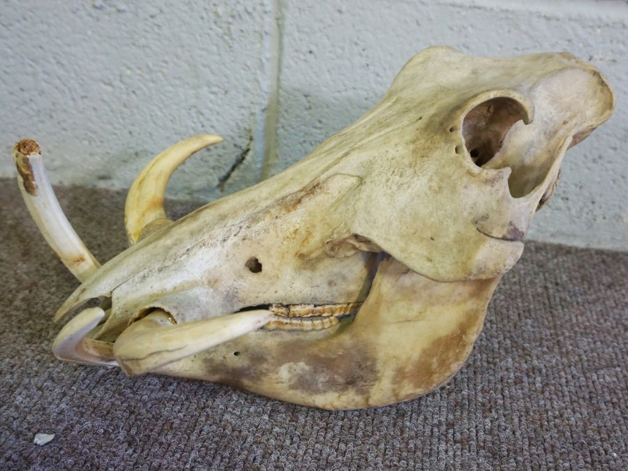 An African male Common Warthog Skull, un mounted, (Phacochoerus africanus) 38cm long, 28cm wide - Image 2 of 3