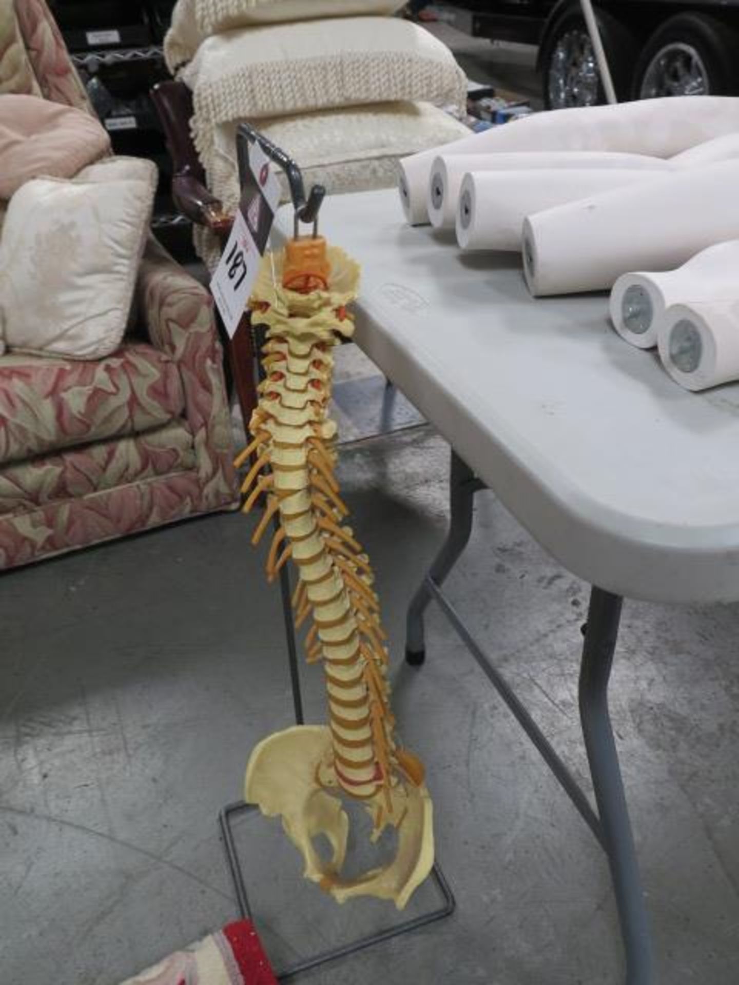 Mannequins (2) and Human Spine Display (SOLD AS-IS - NO WARRANTY) - Image 5 of 5
