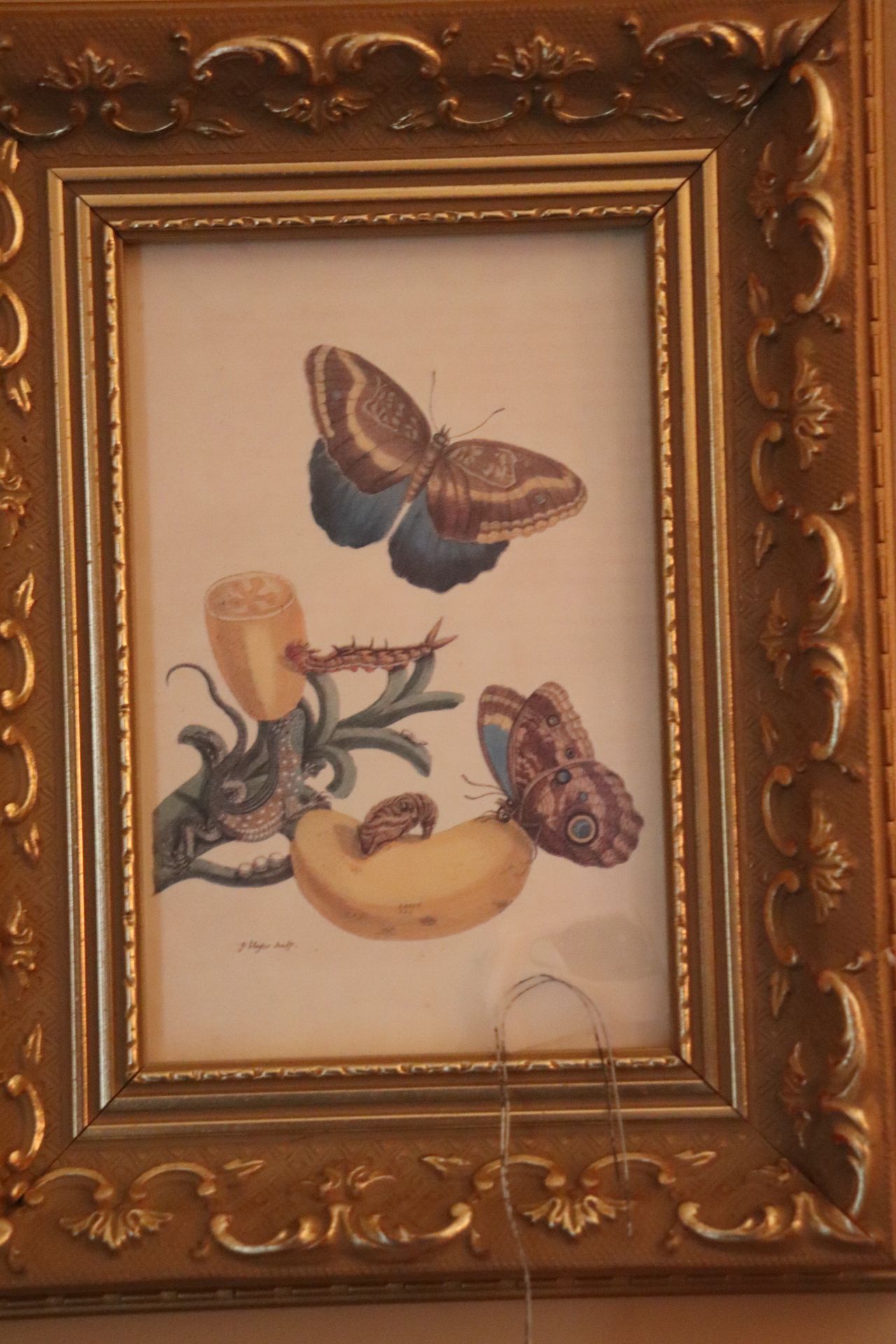 Two framed pictures of flora, signed P. Hughes Sculf - Image 2 of 3