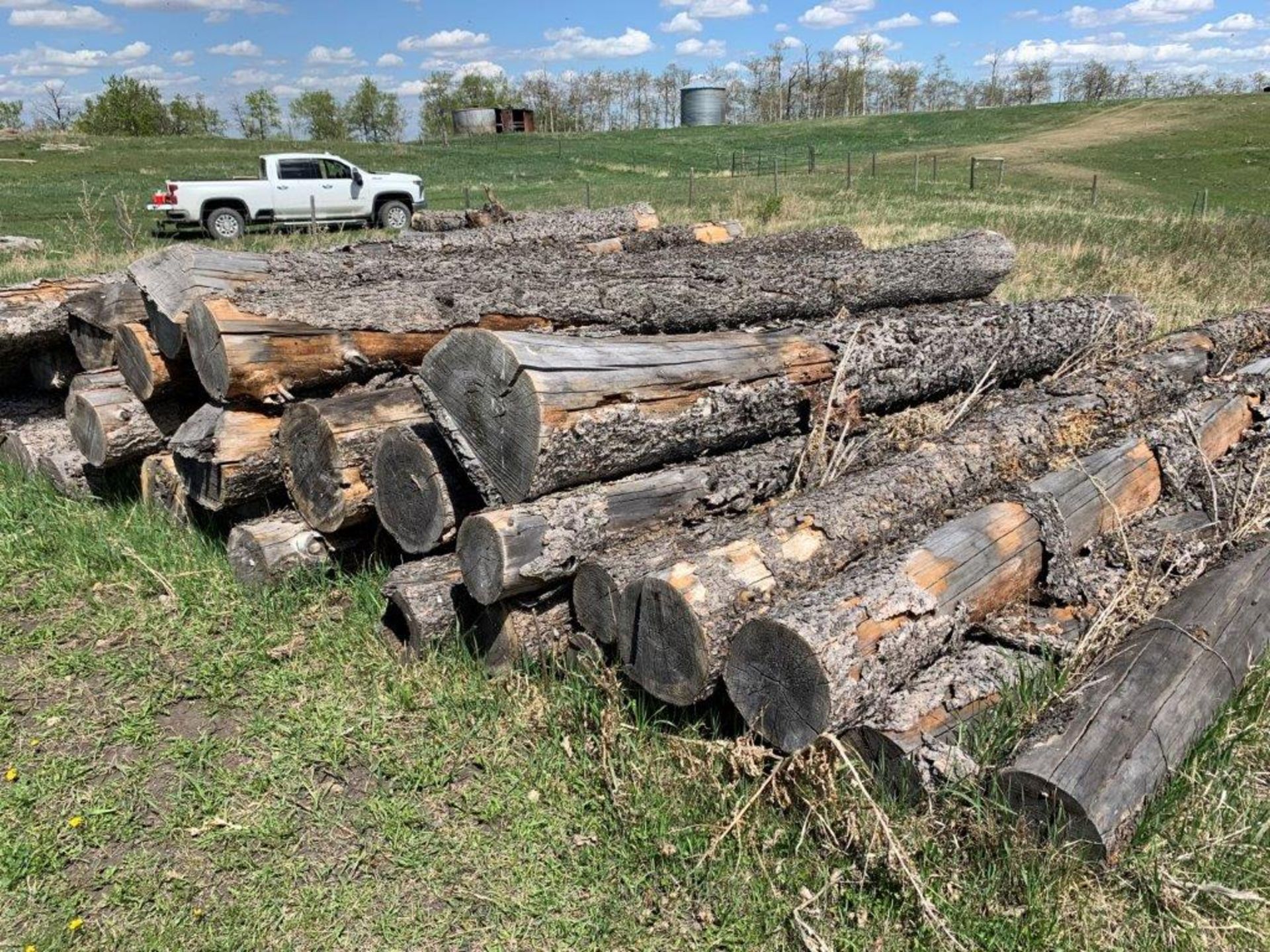 L/O SPRUCE SAW LOGS FOR FIRE WOOD - Image 3 of 3