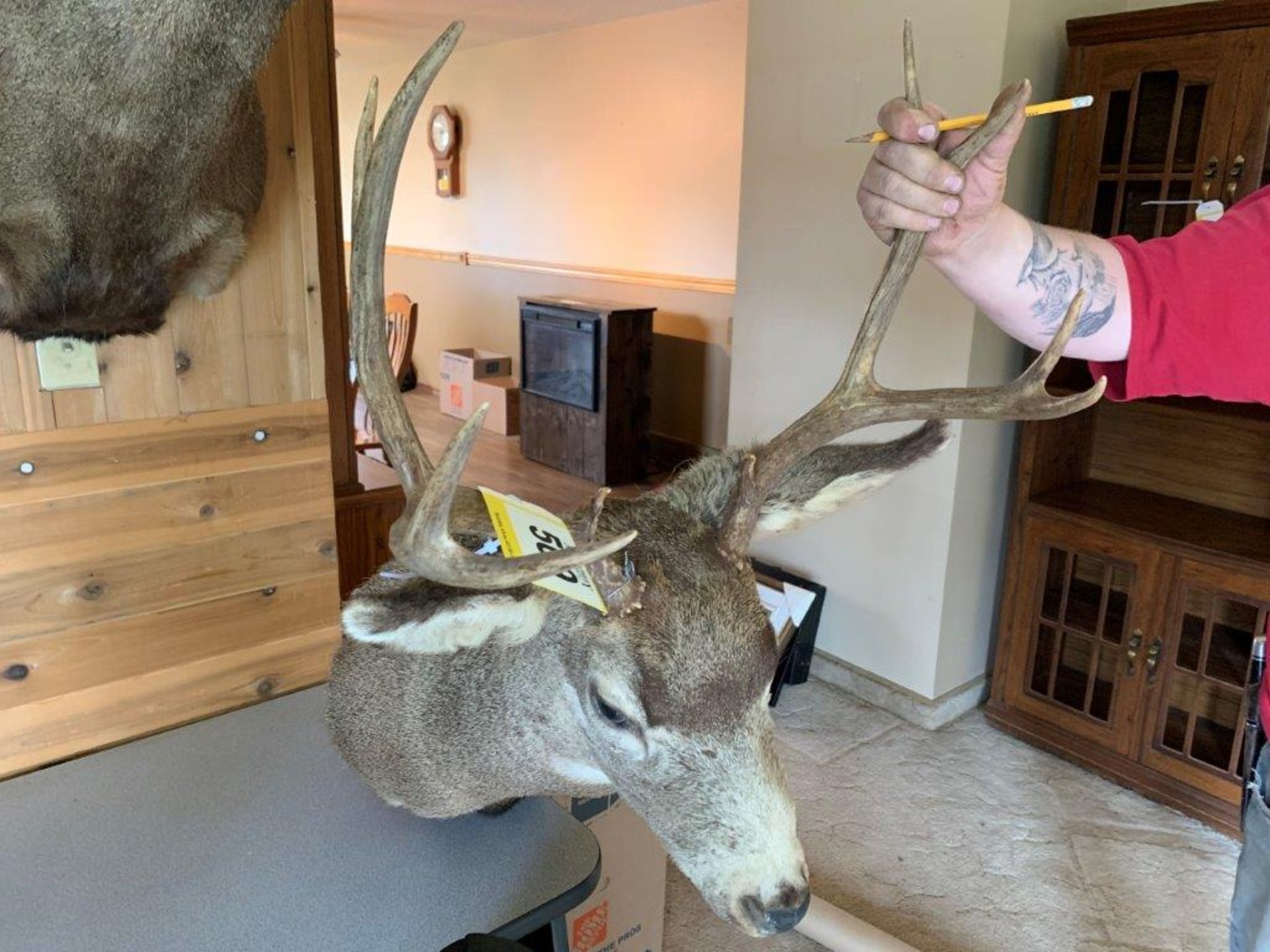 MULE DEER FULL MOUNT