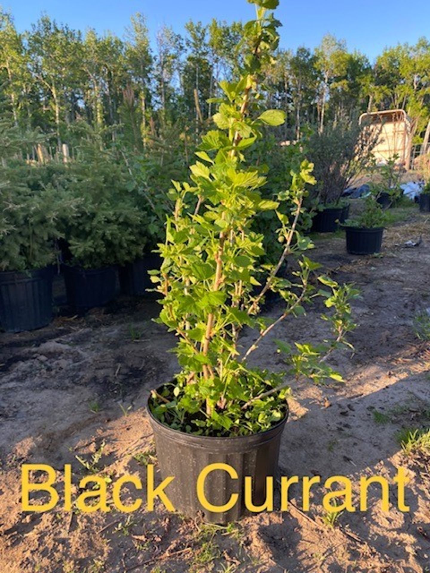 BLACK CURRANT 2'-3' - TIMES THE MONEY X 4