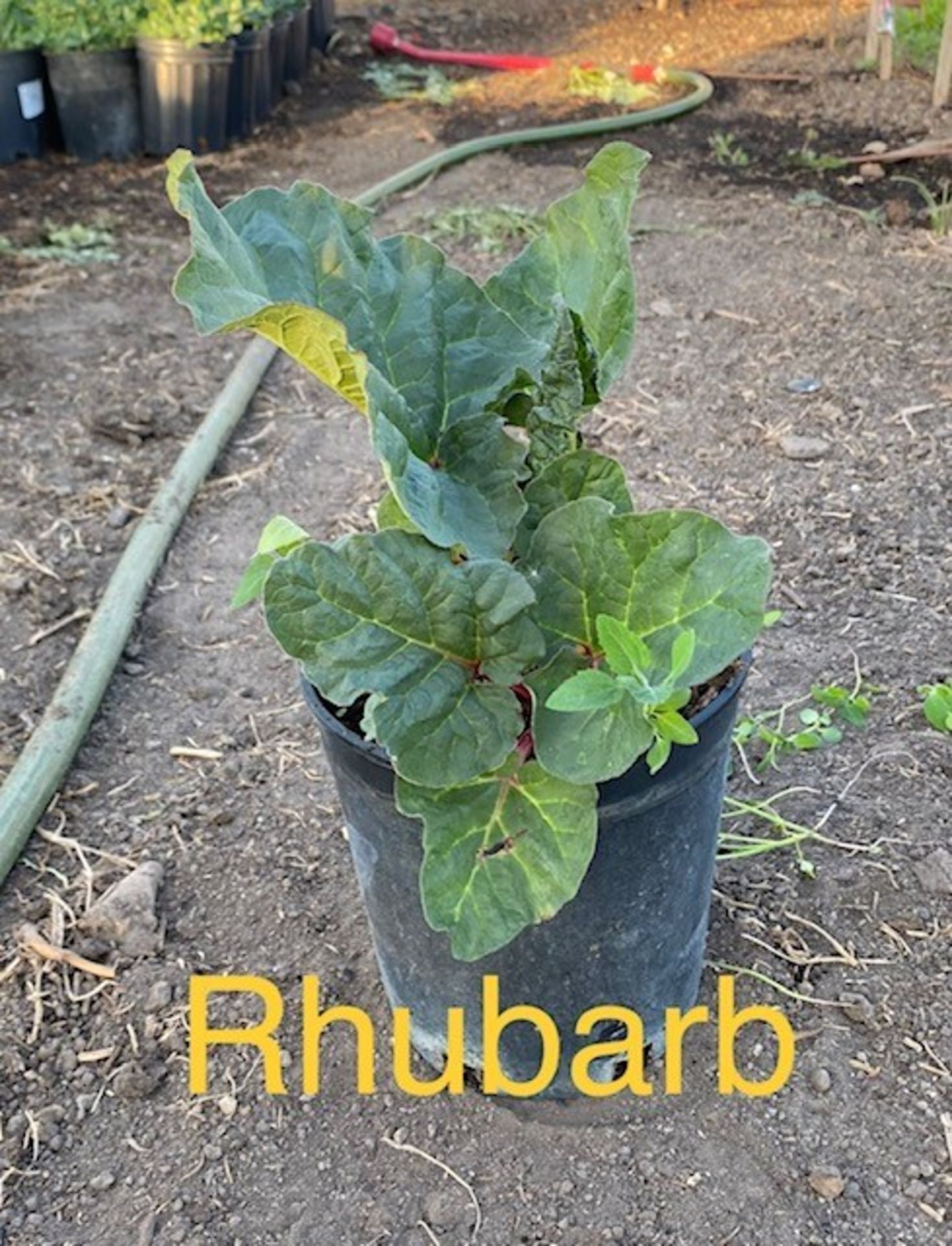 RHUBARB - TIMES THE MONEY X 2