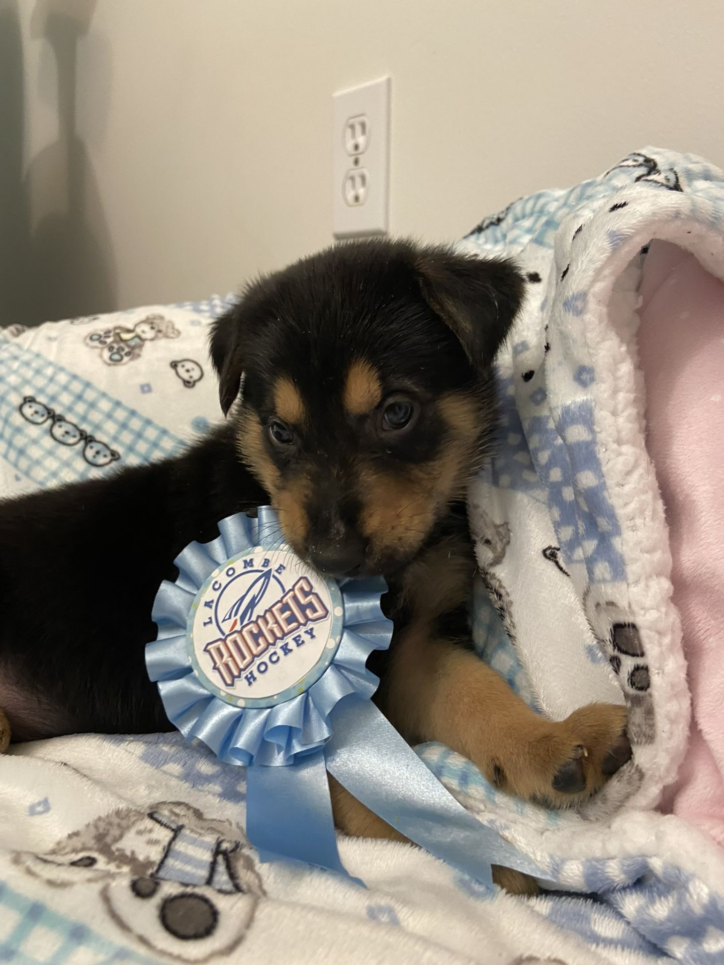 Male German Shepard/Labsky Puppy, Born Oct/15 - Ready for New Family Dec/10 - Donated By: Els Family - Image 3 of 3