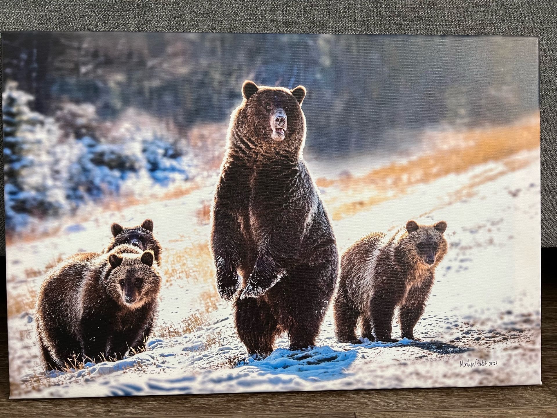 24x16 Canvas Print - Momma Grizzly & Triplets - only 2 prints made - Retail Value: $225 - Donated