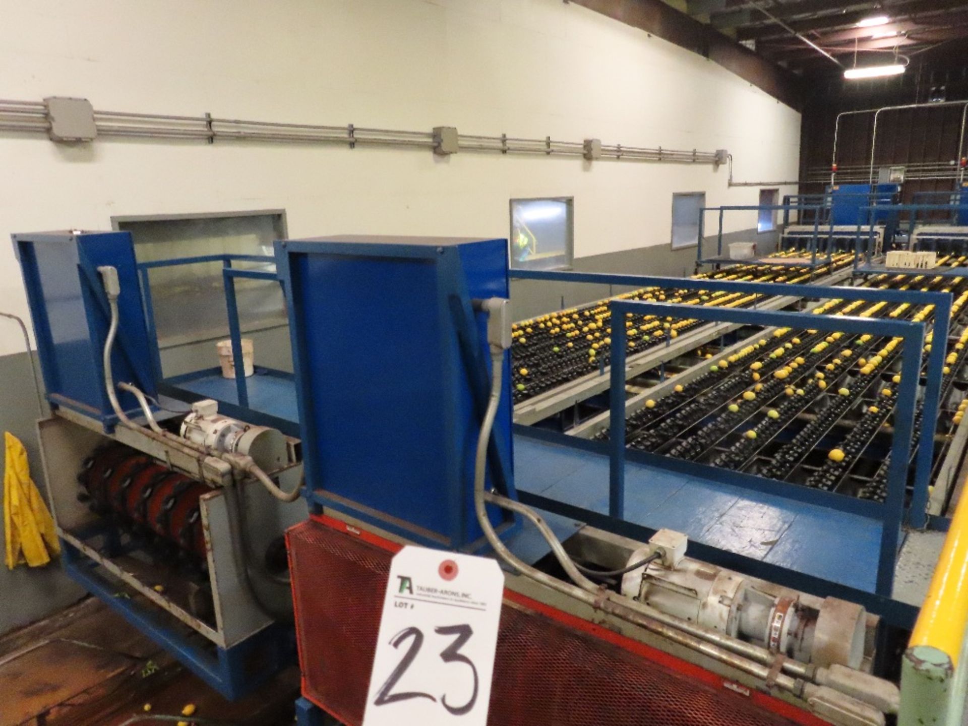 (BULK BID) (Consists of lots 24, 25 & 26 -- (2) Sunkist 7-Lane Sizer/Graders w/ 80'' x 14' S.S. - Image 7 of 8