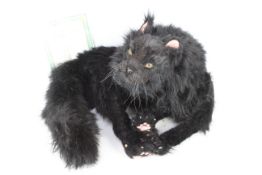 A large 'Black Cat' with glass eyes, poly nose, and plastic claws. Cat has an anatomical skeleton.