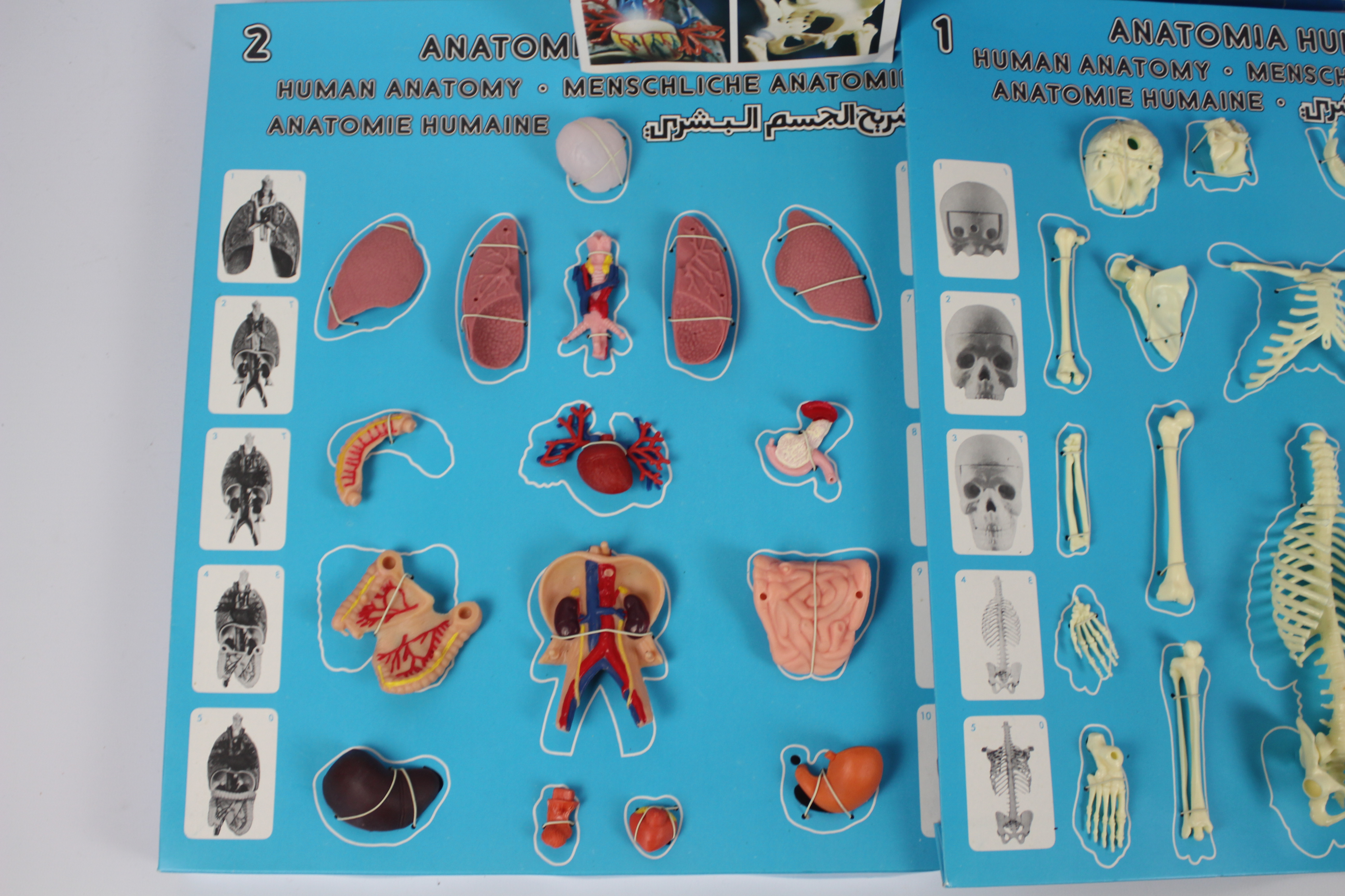Human Anatomy - Anatomia Humania by Serima. A rare Spanish plastic 1:5 scale, human anatomy model. - Image 2 of 5
