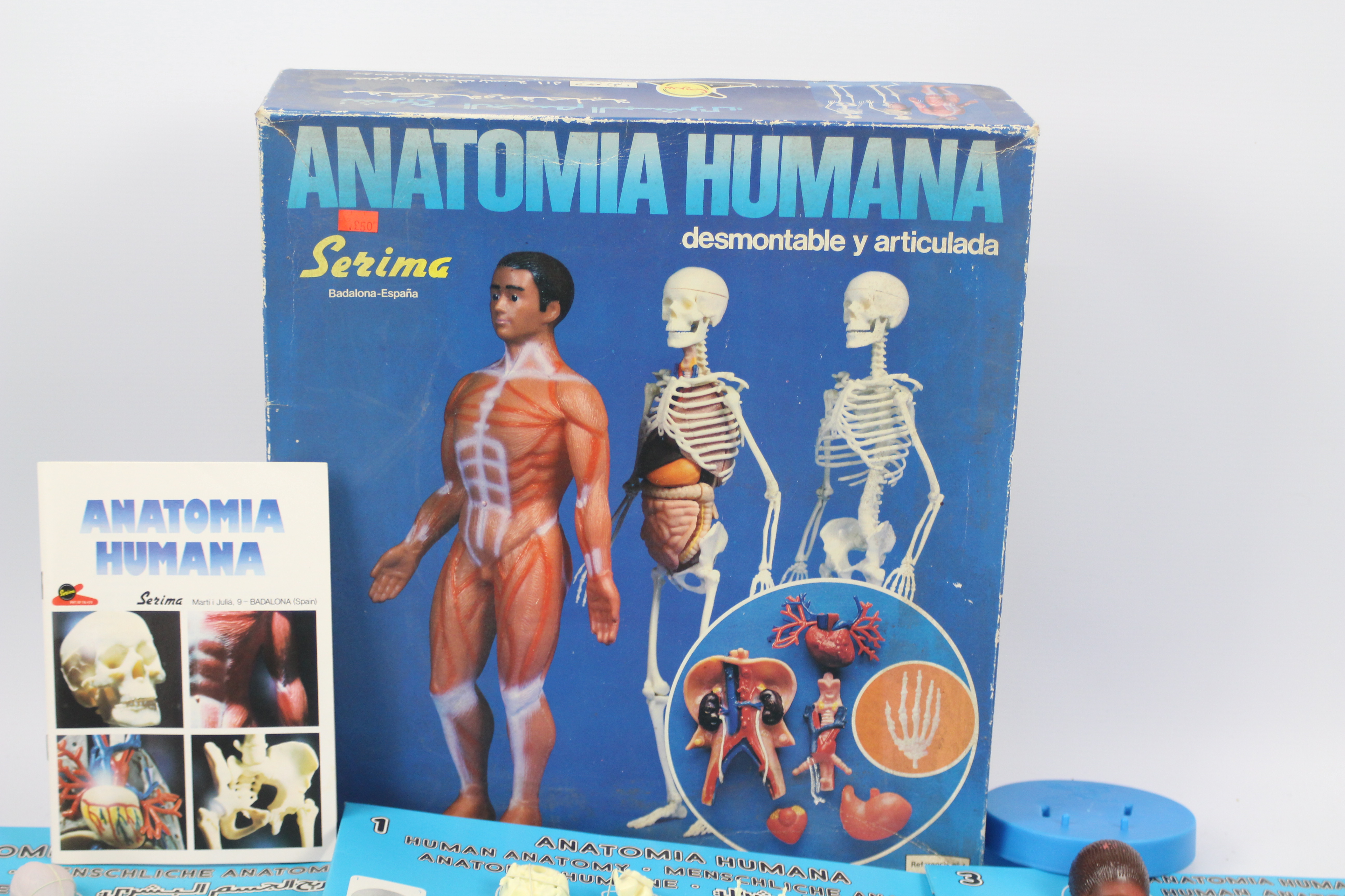 Human Anatomy - Anatomia Humania by Serima. A rare Spanish plastic 1:5 scale, human anatomy model. - Image 4 of 5
