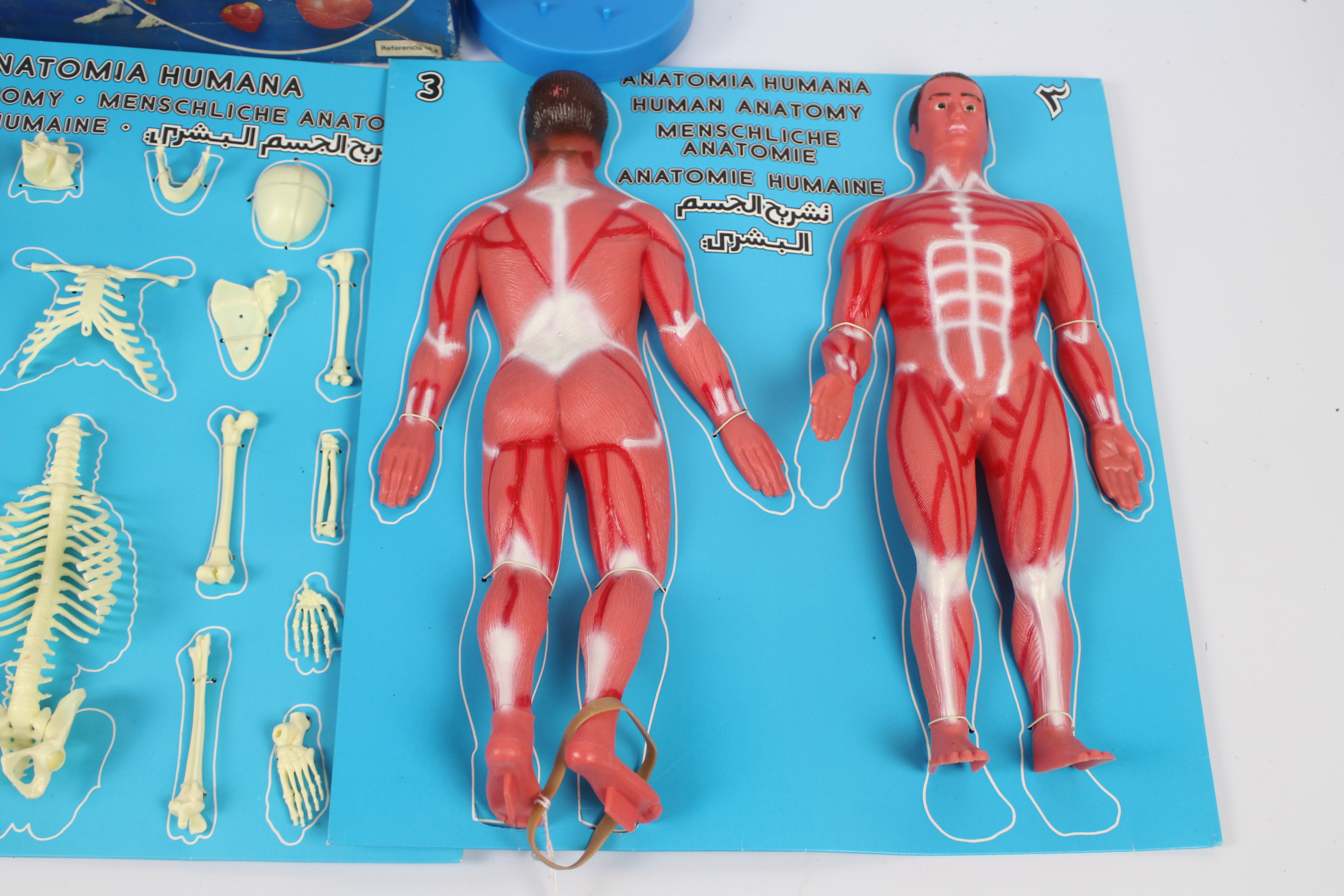 Human Anatomy - Anatomia Humania by Serima. A rare Spanish plastic 1:5 scale, human anatomy model. - Image 3 of 5