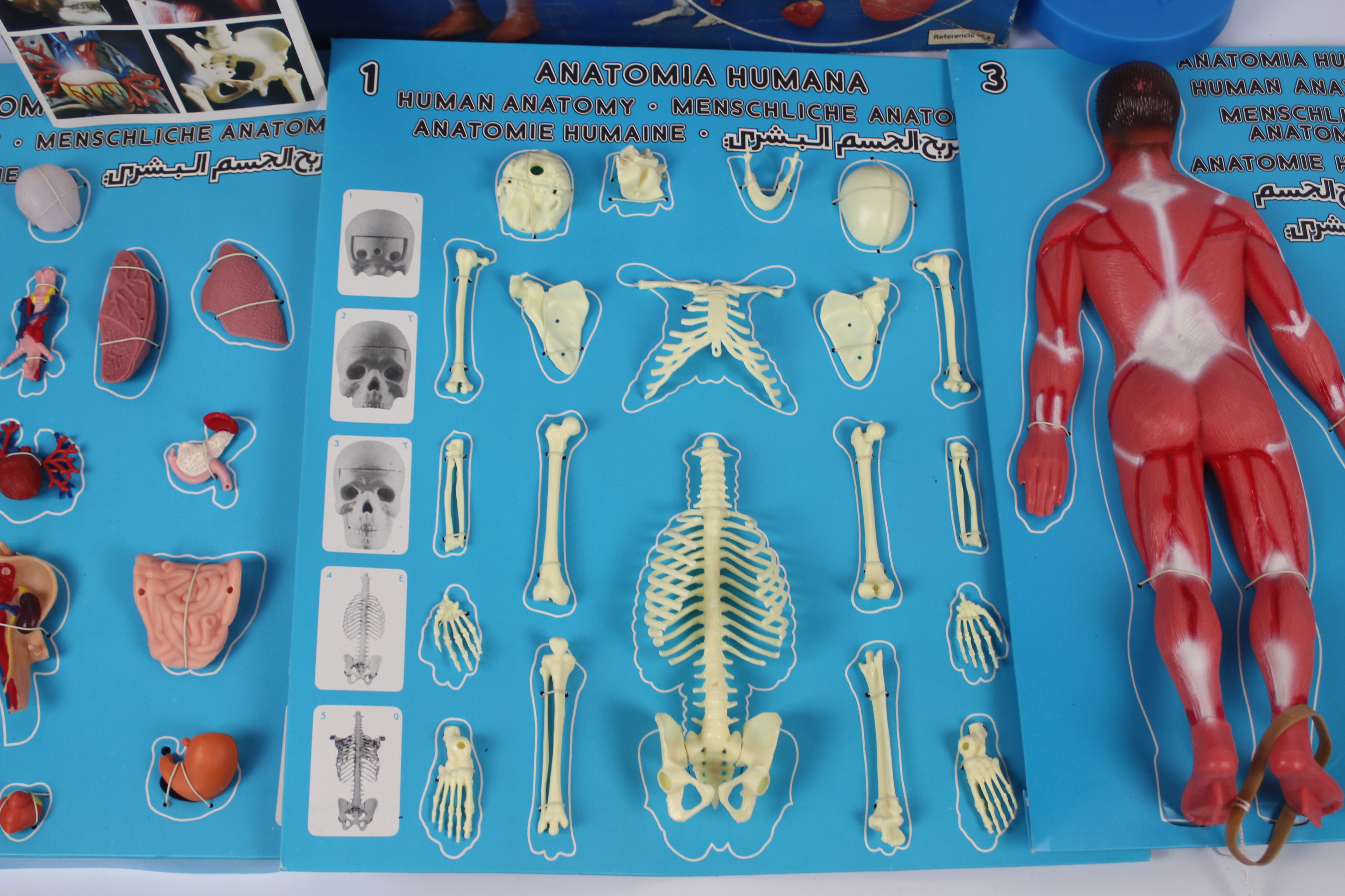 Human Anatomy - Anatomia Humania by Serima. A rare Spanish plastic 1:5 scale, human anatomy model. - Image 5 of 5