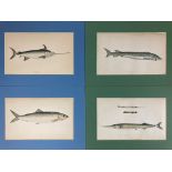 FISHES -- COLLECTION of 53 cold. wood-engr. plates of fish by J.n