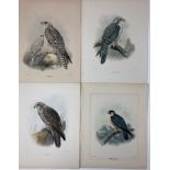 FALCONRY -- "JERFALCON" - BARBARY FALCON" - "LESSER PEREGRINE" - "GREENLAND FALCON" (2x) - "ICELAND