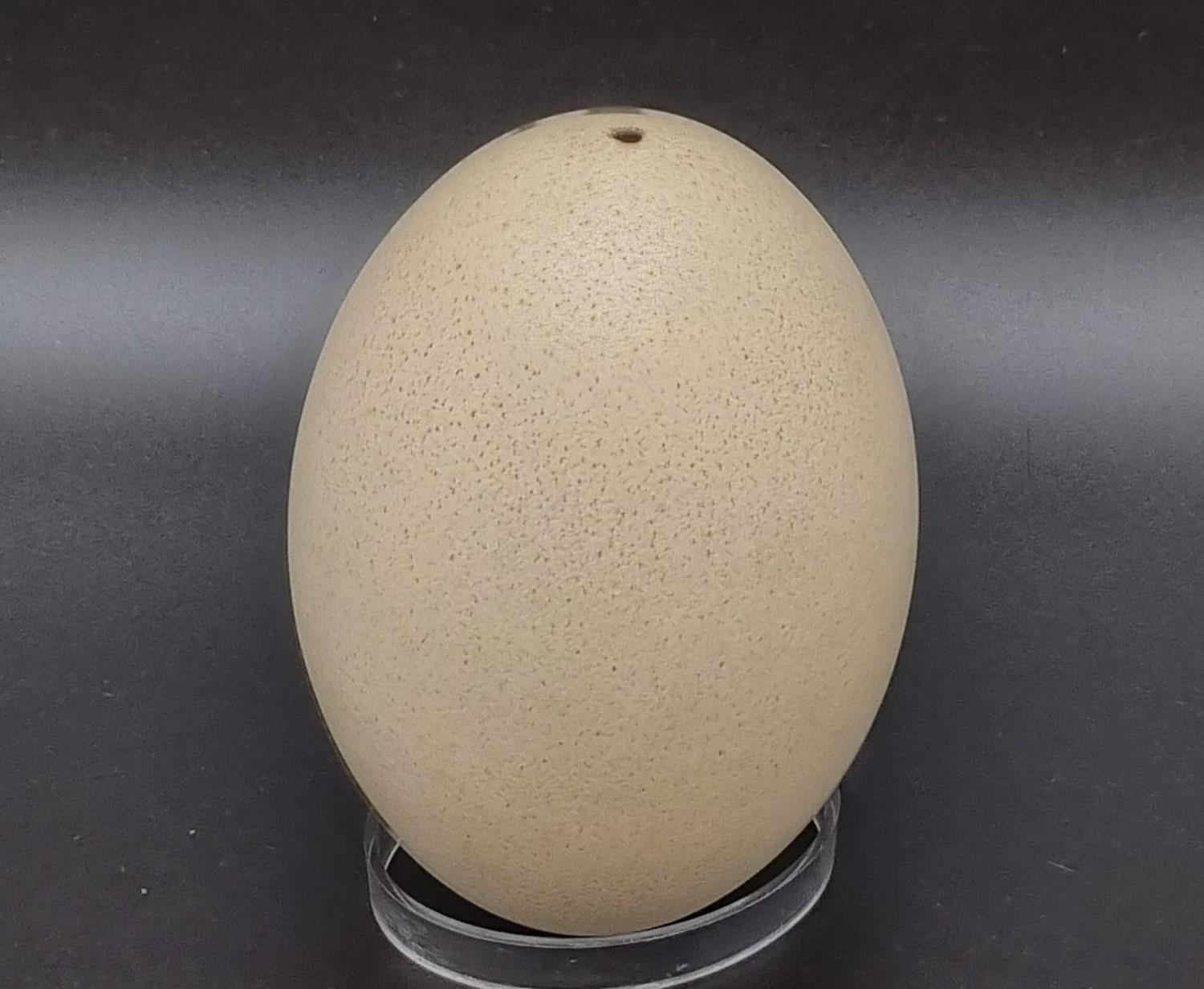 VINTAGE GENUINE OSTRICH EGG (BLOWN) APPROX 15 X 10cms - Image 2 of 3