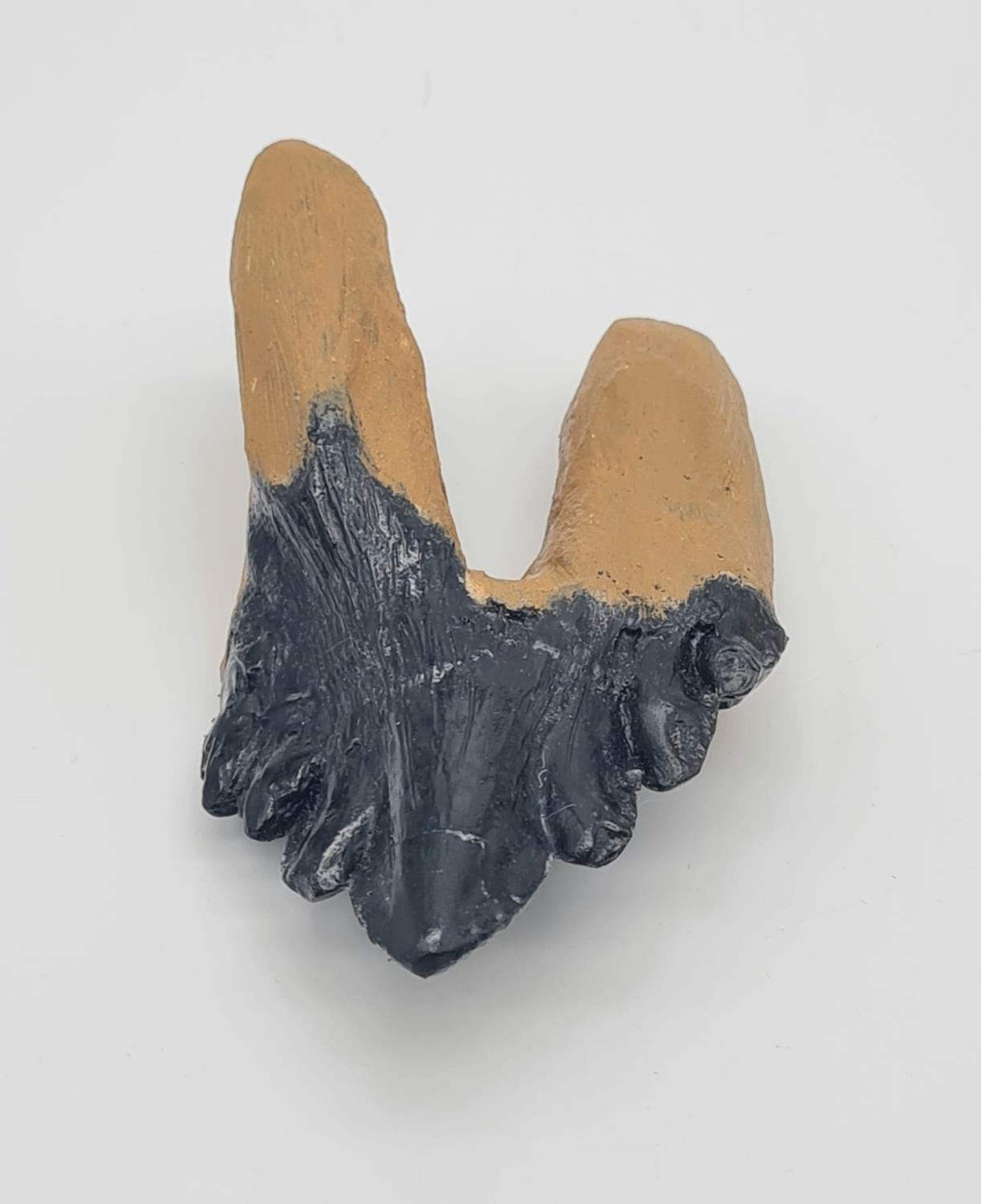 A large fossil shark?s tooth from Carcharocles megalodon (Agassiz 1843) found in South Carolina, U. - Image 11 of 11