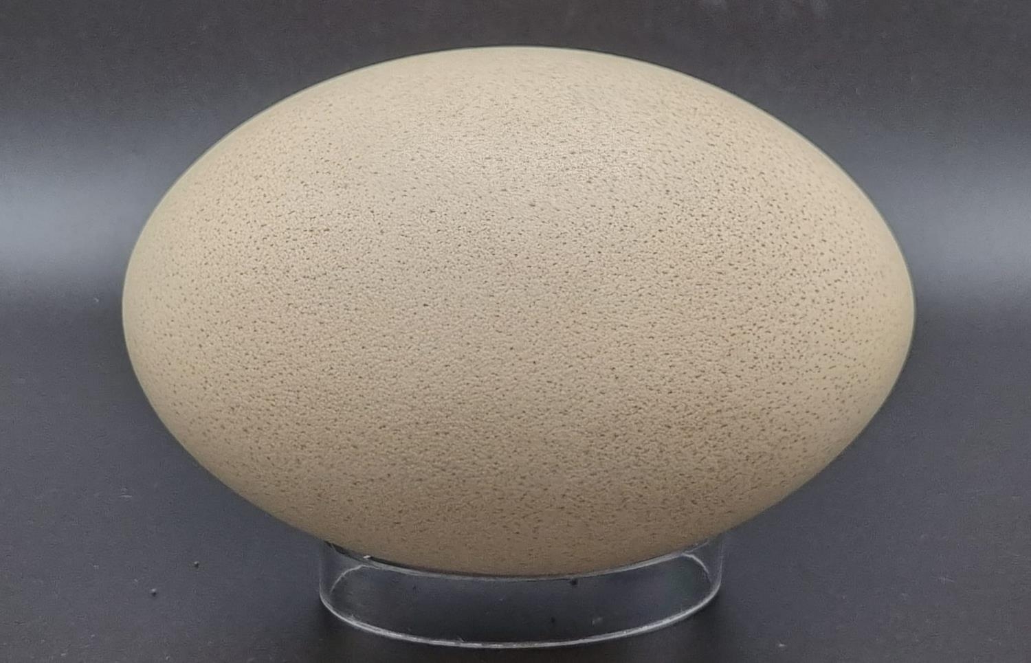 VINTAGE GENUINE OSTRICH EGG (BLOWN) APPROX 15 X 10cms - Image 3 of 3