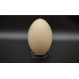 VINTAGE GENUINE OSTRICH EGG (BLOWN) APPROX 15 X 10cms