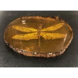 A Large Dragonfly in a Slice of Amber-Coloured Resin. Perfect for an ornament or paperweight. 10cm