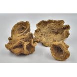 A rare and very collectable group of four fossil calcareous sponges of the species Raphidonema