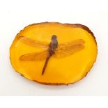 A Rather Large Dragonfly Trapped in an Amber-Coloured Slice of Resin. 10cm. The perfect paperweight.