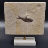 A fossil fish Knightia humilis from Green river, Wyoming, USA, Eocene (54-33 million years ago).