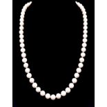 A Natural Pearl Bead Necklace with an 18k Yellow Gold Clasp. 44cm. 6cm beads.