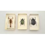 Three Insect Clear Resin Paperweights. A scorpion and two beetles. 7 x 4cm