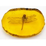 A Large Dragonfly in an Amber-Coloured Resin Slice. Perfect paperweight.