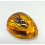 A Large Hornet Encased in an Amber-Coloured Pendant. 6cm.