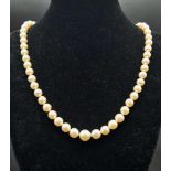 A SINGLE ROW OF AKOYA GRADUATED PEARLS WITH A PLATINUM AND DIAMOND CATCH, 46cms