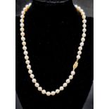 A princess row of cultured pearls, 18 inches of fabulous strung pearls with a yellow gold clasp.