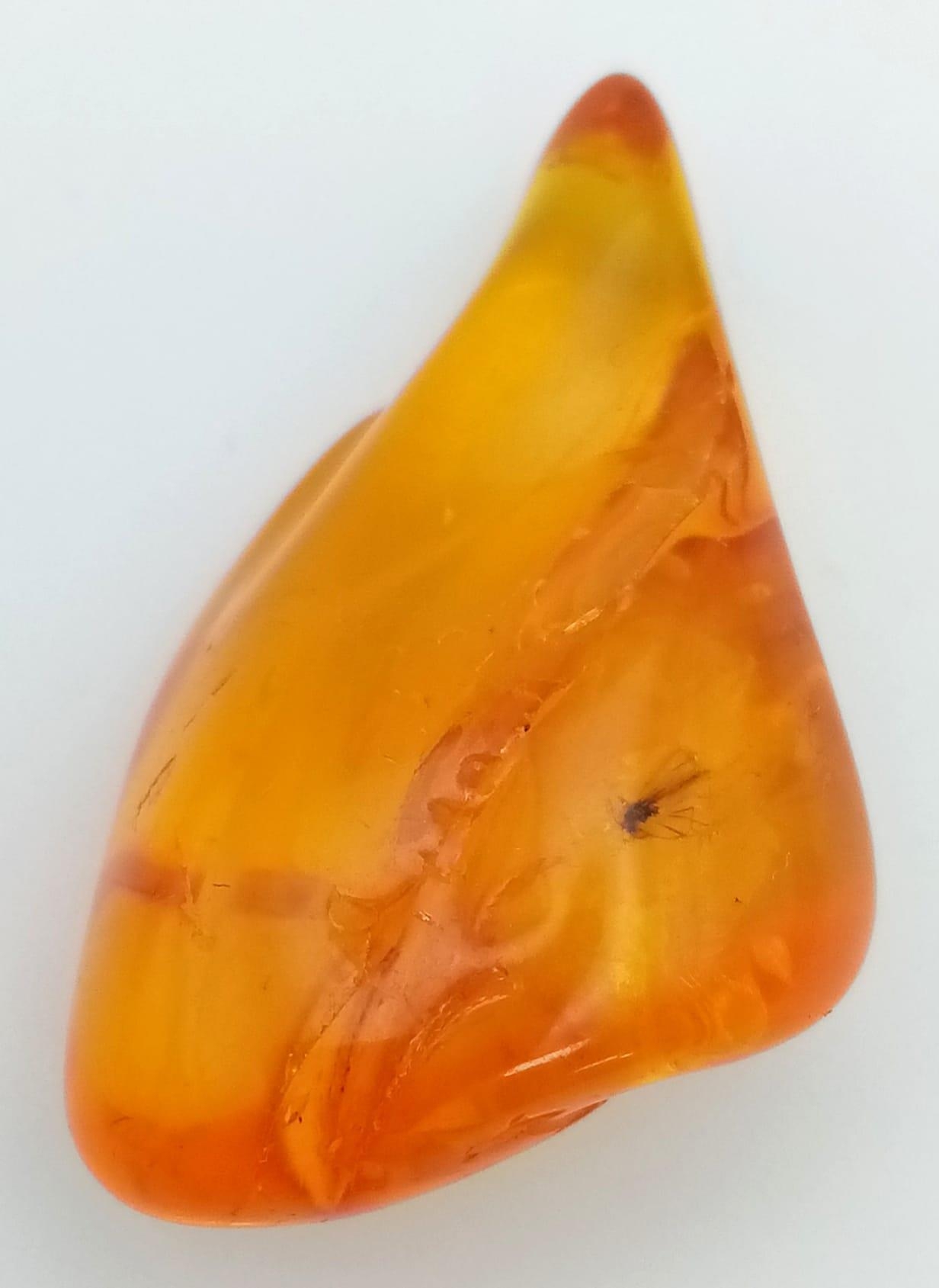 A Small Piece of Baltic Natural Amber. 3.5cm - Bild 4 aus 4