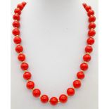 A Red Coral Bead Necklace. Gilded spacers and clasp. 44cm.