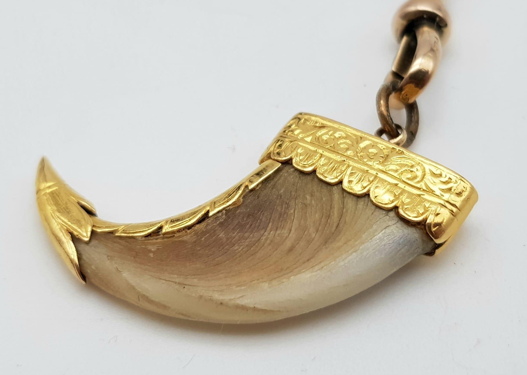 An Antique Tiger Claw Set in 18K Yellow Gold - Presented on an Antique 9K Gold Albert Chain. - Image 4 of 6