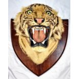 A Victorian-Edwardian Mounted Indian Tigers Head. This was mounted by the World famous taxidermist