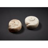 Arte Sud-Est Asiatico A pair of shell earrings Thailand, Ban Chiang Culture, ca. 4th millenium b.C.