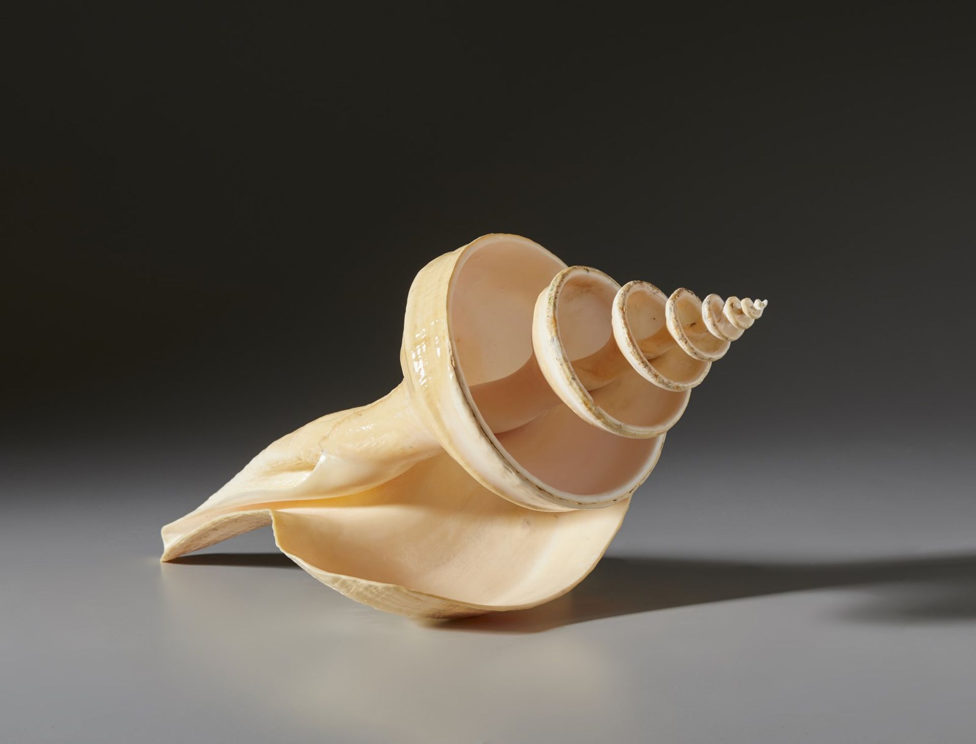 A large shell Cm 21,00 x 49,00 - Image 3 of 3