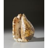 A shell Cm 15,00 x 20,00