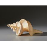 A large shell Cm 21,00 x 49,00