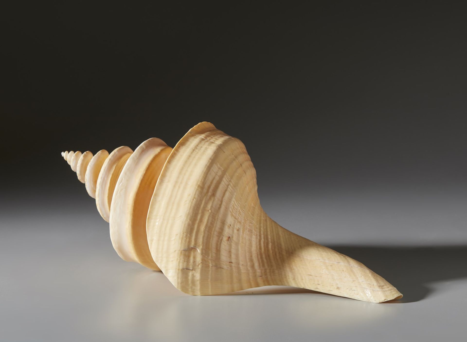 A large shell Cm 21,00 x 49,00 - Image 2 of 3