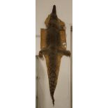 Taxidermy: A crocodile skin, 125 cm Some losses, loss of colour