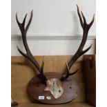 A mounted pair of antlers, 36 cm wide, a deer stalker cap, three other caps, and a mounted horn (6)