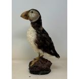 Taxidermy: A puffin, 33 cm Various losses and fading to colour