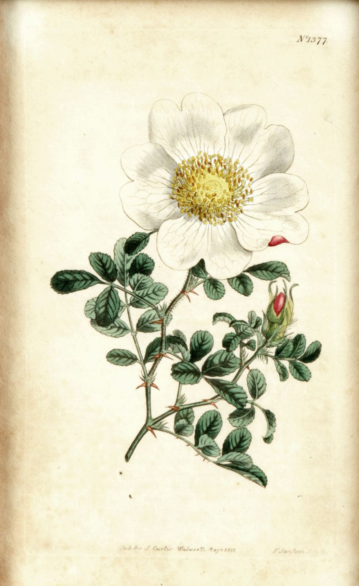 17 Bll. Botanische Darstellungen - Image 3 of 5