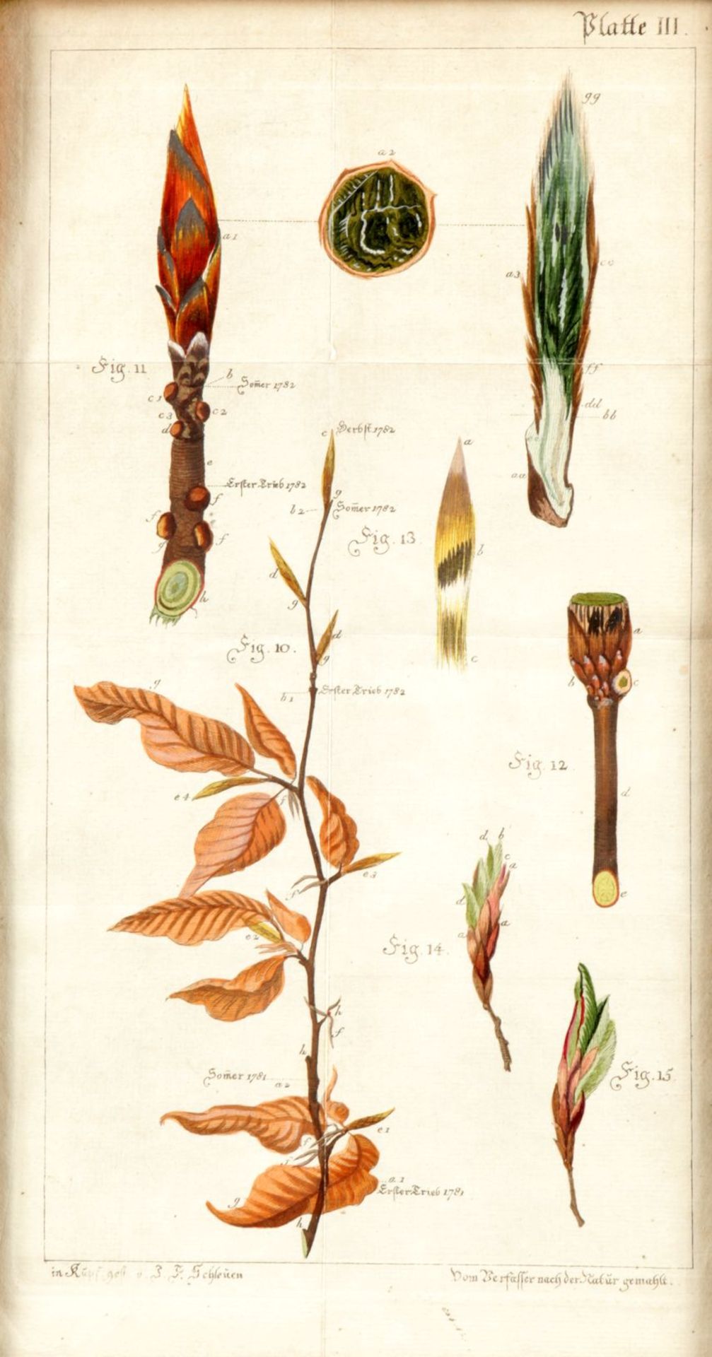 17 Bll. Botanische Darstellungen - Image 4 of 5
