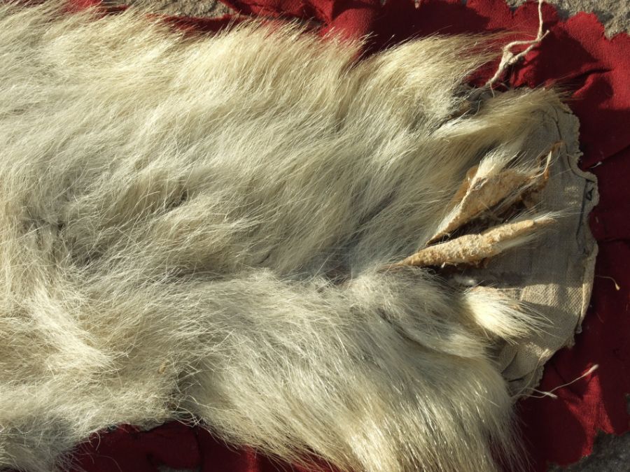 Taxidermy. A polar bear skin rug, approx 185 by 170cms. - Image 4 of 7