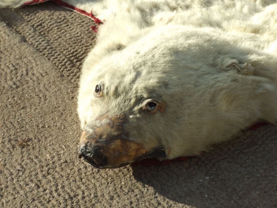 Taxidermy. A polar bear skin rug, approx 185 by 170cms. - Image 2 of 7