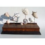A museum style sea shell display mounted on a rosewood stand, overall 76cms wide.