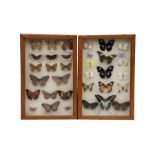 A collection of British and tropical butterflies and moths mounted in two oak glazed display